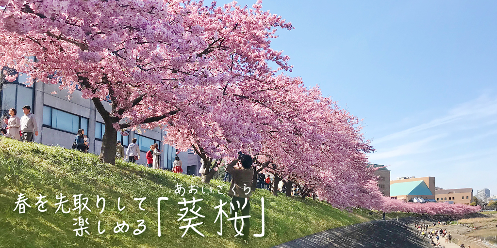 春を先取りして楽しめる「葵桜」