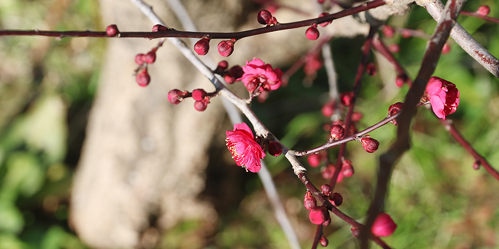 梅の花