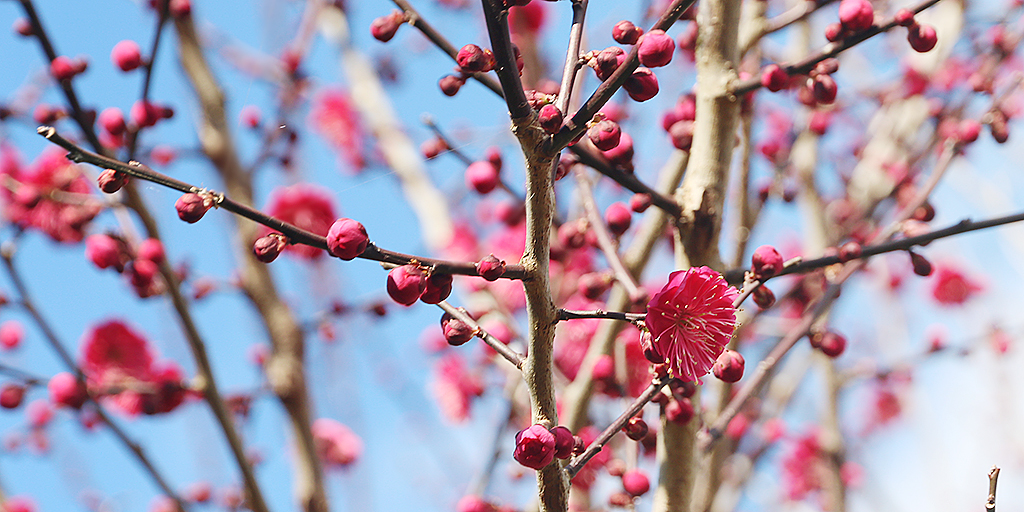 梅の花