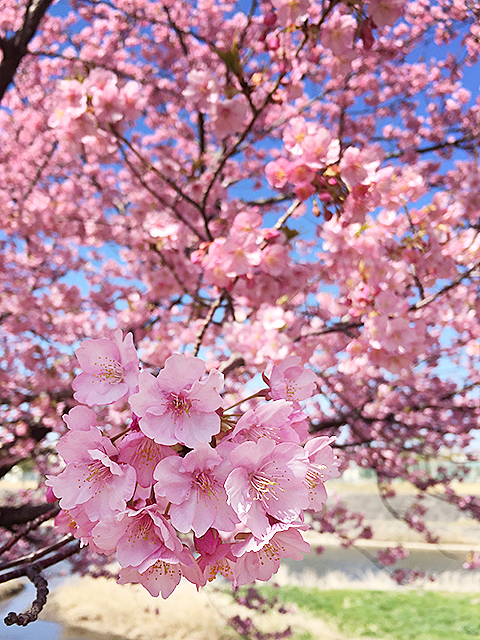 春には葵桜