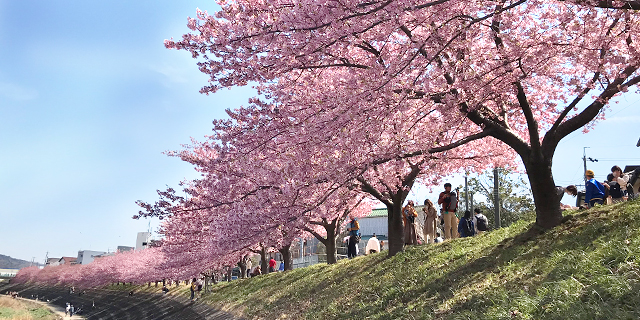 圧巻の桜並木