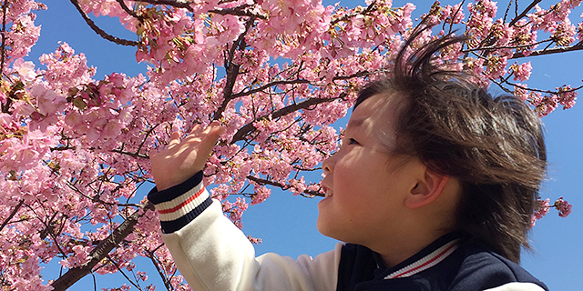 間近で桜を楽しめるでも直接、触らないように気をつけて！