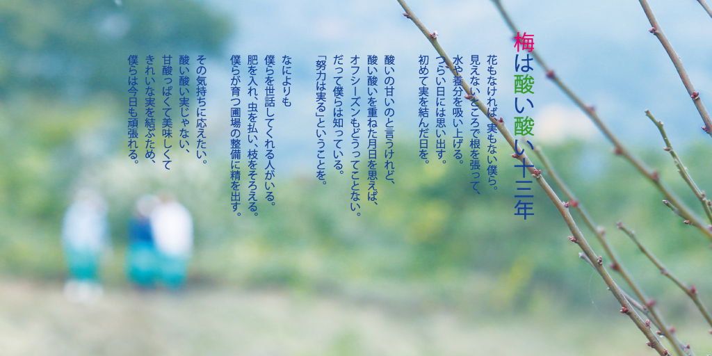 梅は酸い酸い十三年